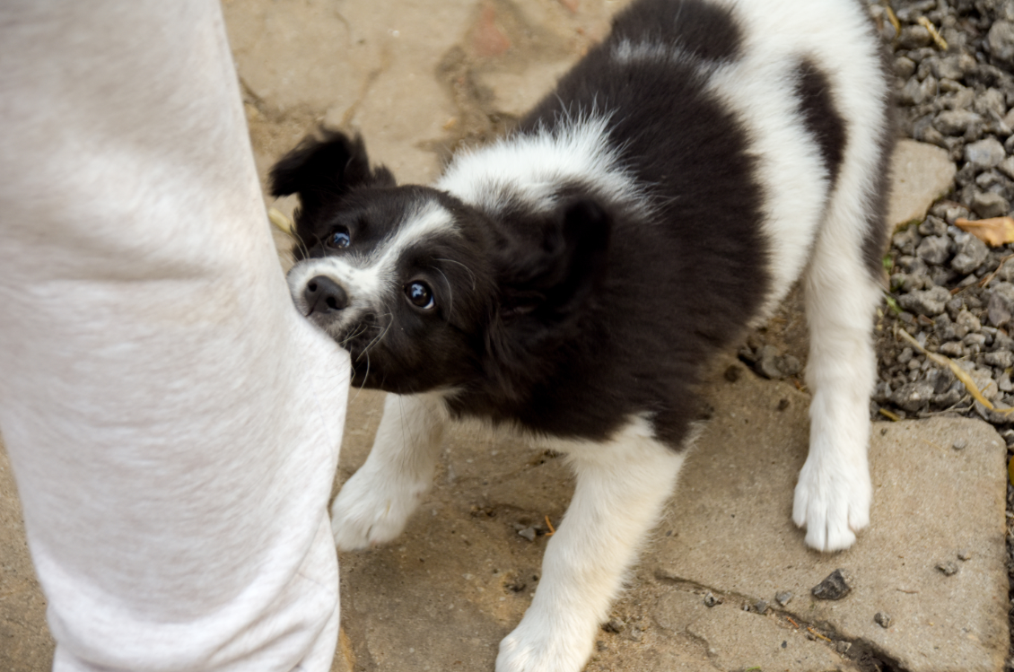 How to Get Your Dog to Stop Biting Rufus & Coco Australia