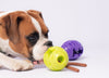 Interactive Toys Your Pets Will Love