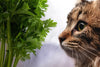 Can Cats be Vegan?