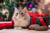 Best Gifts Under $30 For Your Cats