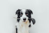 Choosing the Right Nutrition for Your Dog