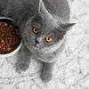 How to Feed a Fussy Cat