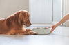 How to Feed a Fussy Dog