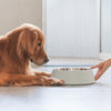 How to Feed a Fussy Dog
