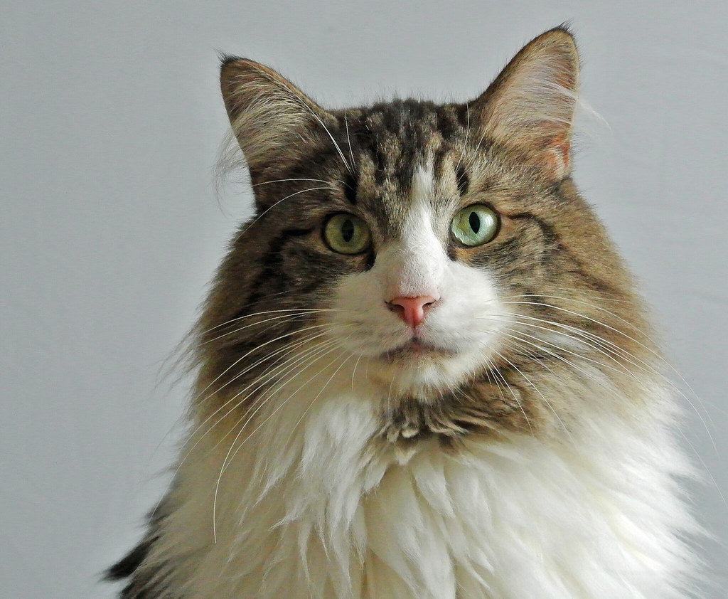 10 Cat Breeds Purrfect for Cold Weather– Rufus & Coco Australia