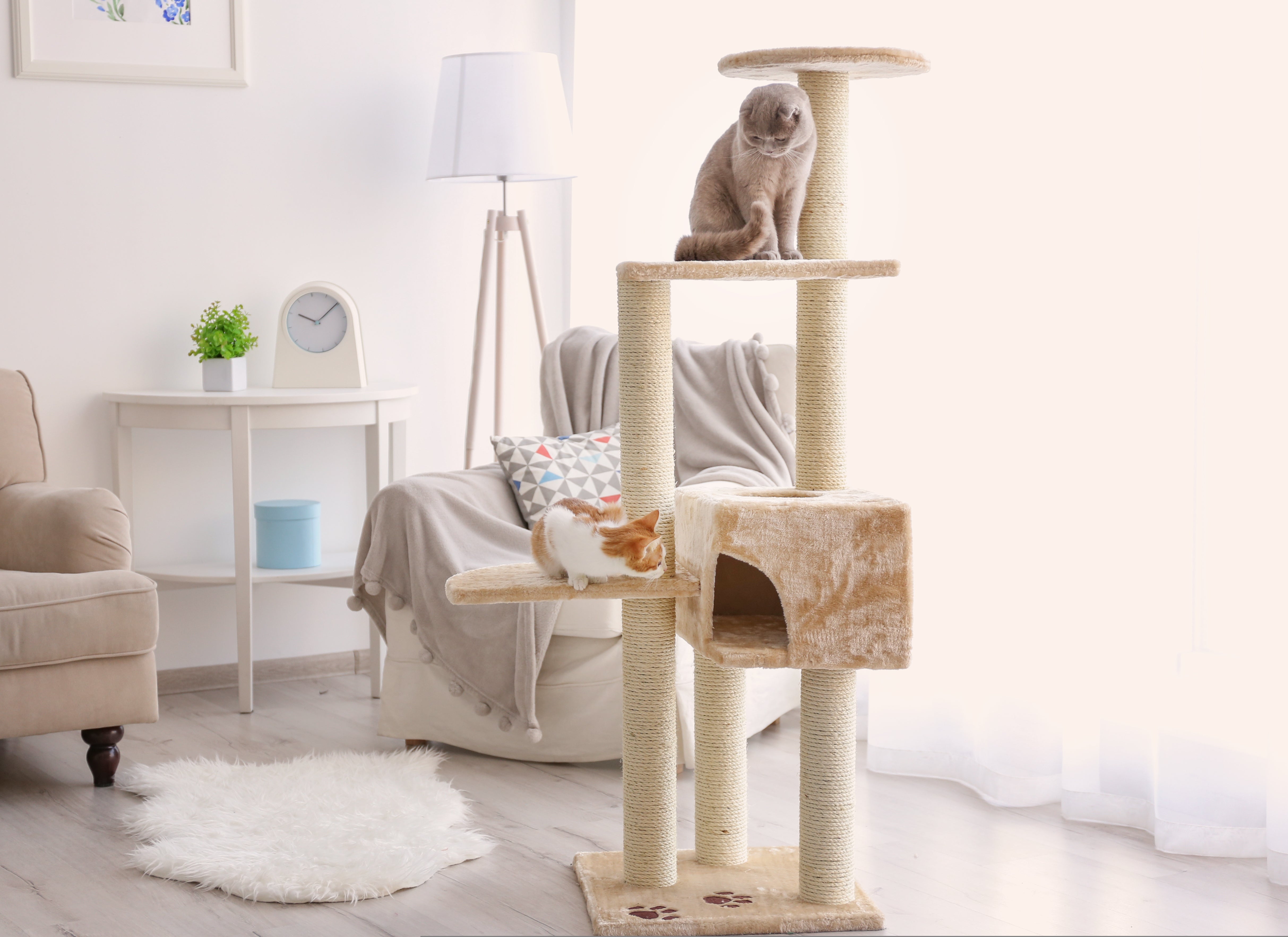 5 Tips to Reduce Stress in Multi-Cat Households | Rufus & Coco Australia