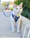 Dos and Don'ts in Cat Walking