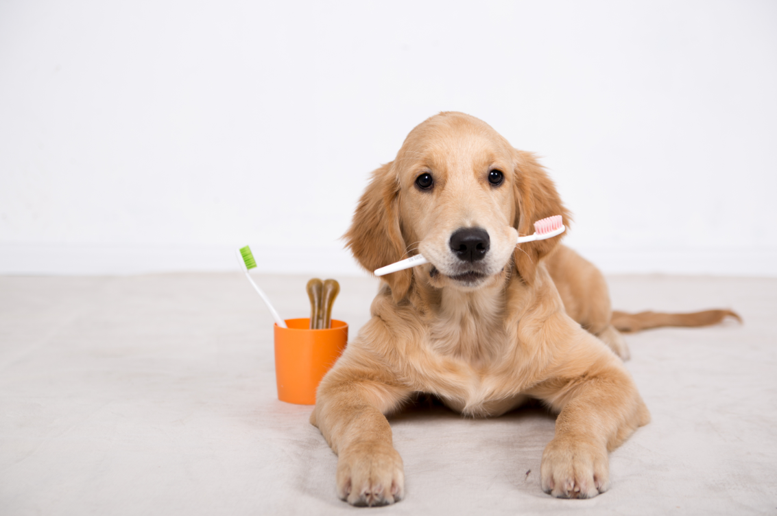 How To Get Rid Of Stinky Dog Breath Rufus Coco Australia how-to-get-rid-of-stinky-dog-breath-rufus-coco-australia