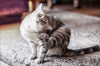 Best Type of Diets for Cats With Skin Allergies