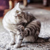 Best Type of Diets for Cats With Skin Allergies