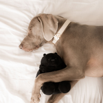 Darlington Bear - Rufus & Coco Australia