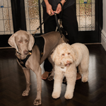 Balmain Dual Leather Lead Connection - Rufus & Coco Australia