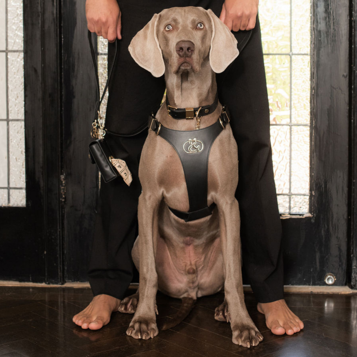 Coogee Leather Pet Harness - Rufus & Coco Australia