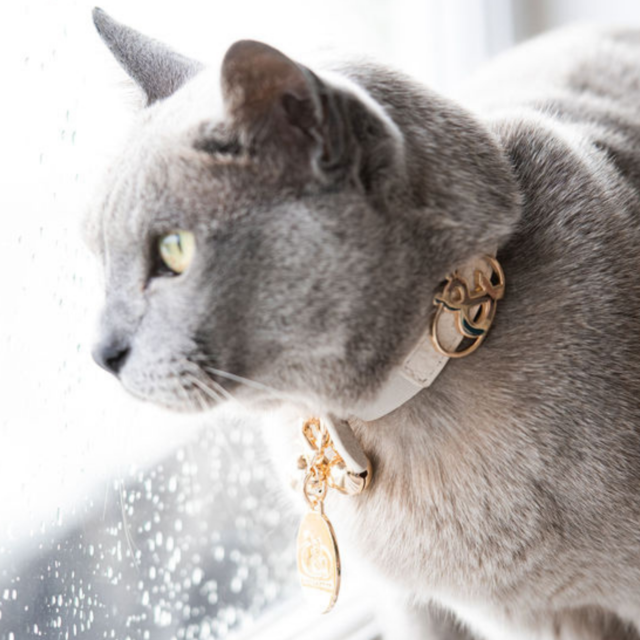 Cat gold outlet chain collar