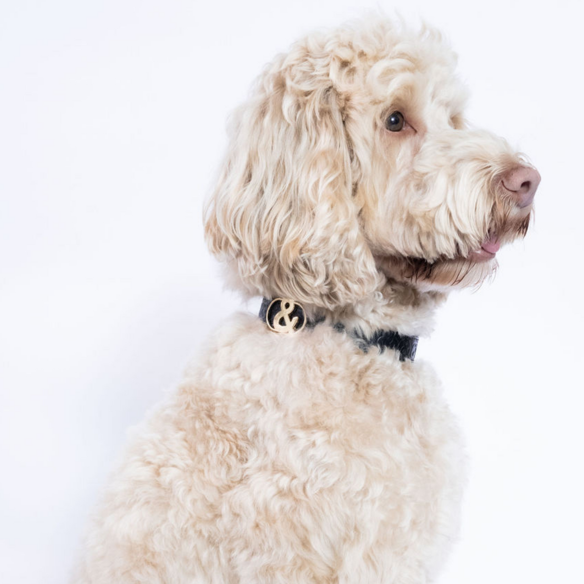 Balmain Leather Dog Collar - Rufus & Coco Australia