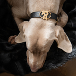 Balmain Leather Dog Collar - Rufus & Coco Australia