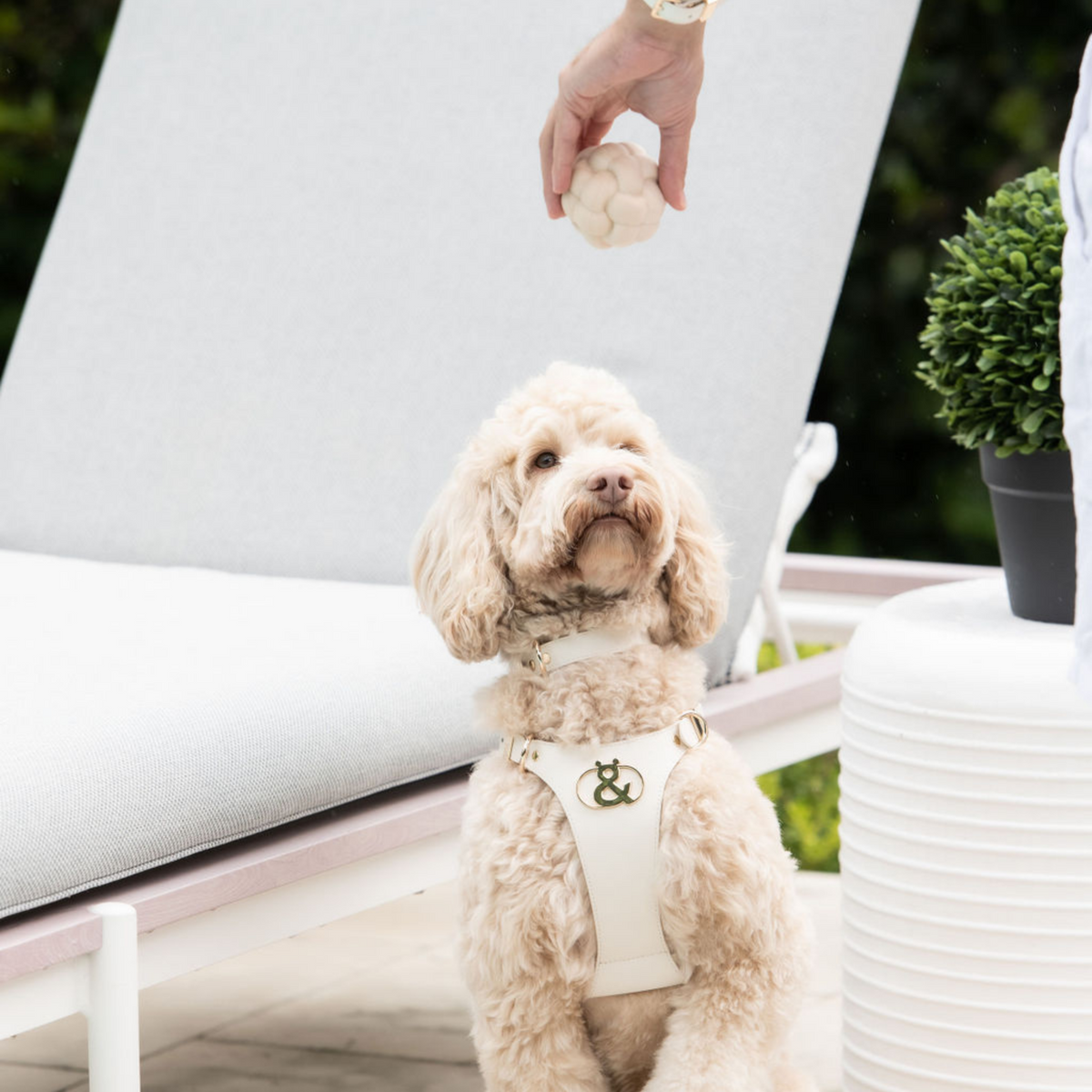 Chiswick Ball Duo - Rufus & Coco Australia