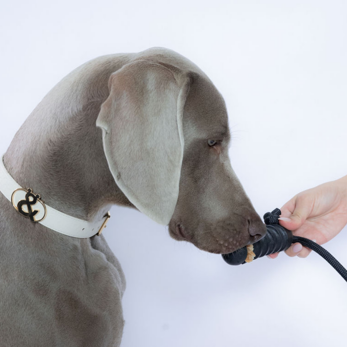 Clovelly Chew & Chase - Rufus & Coco Australia