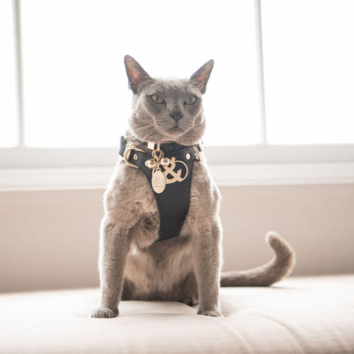 Coogee Leather Pet Harness - Rufus & Coco Australia