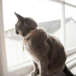 Balmain Leather Cat Collar - Rufus & Coco Australia