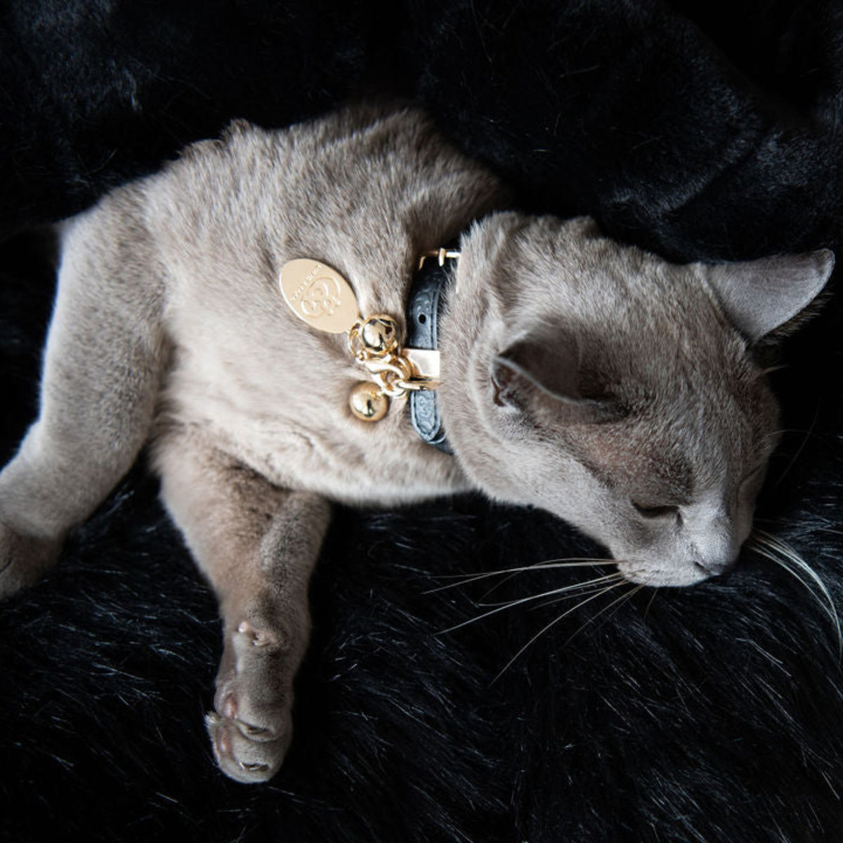 Balmain Leather Cat Collar - Rufus & Coco Australia