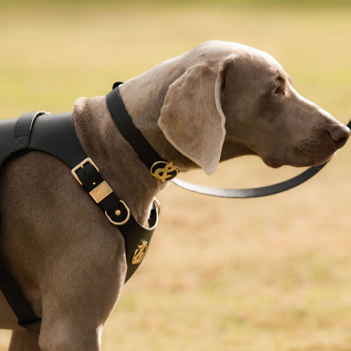Balmain Leather Dog Collar - Rufus & Coco Australia