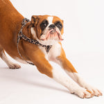 The Bronte Dog Harness is designed to fit comfortably and securely around your dog's shoulders and chest. It prevents pressure around your dog's neck and makes walking a lot more comfortable. Available in two sizes and 3 colours - red, navy and leopard print.