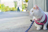 Straight off the Catwalk: 6 Tips for Introducing Your Cat Outdoors
