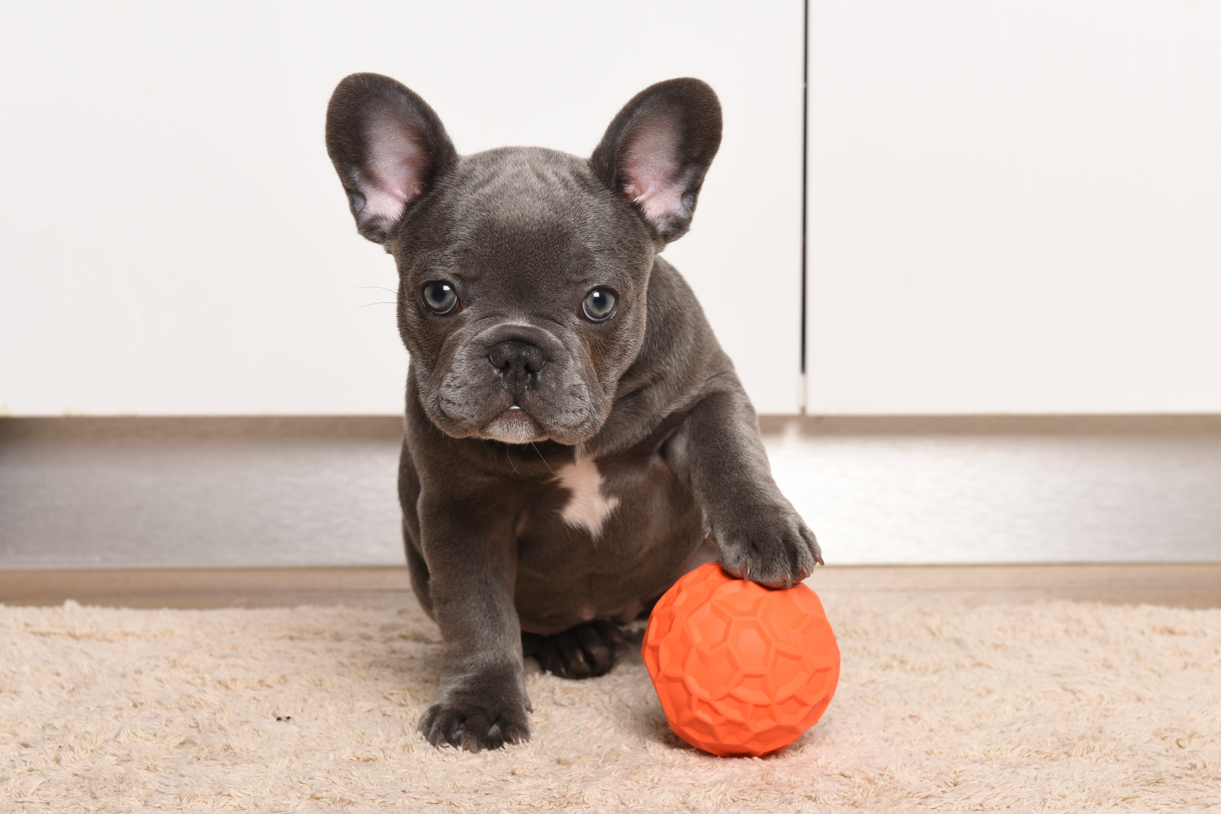 Games to Entertain Your Dog