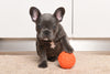 4 Games to Entertain Your Pup