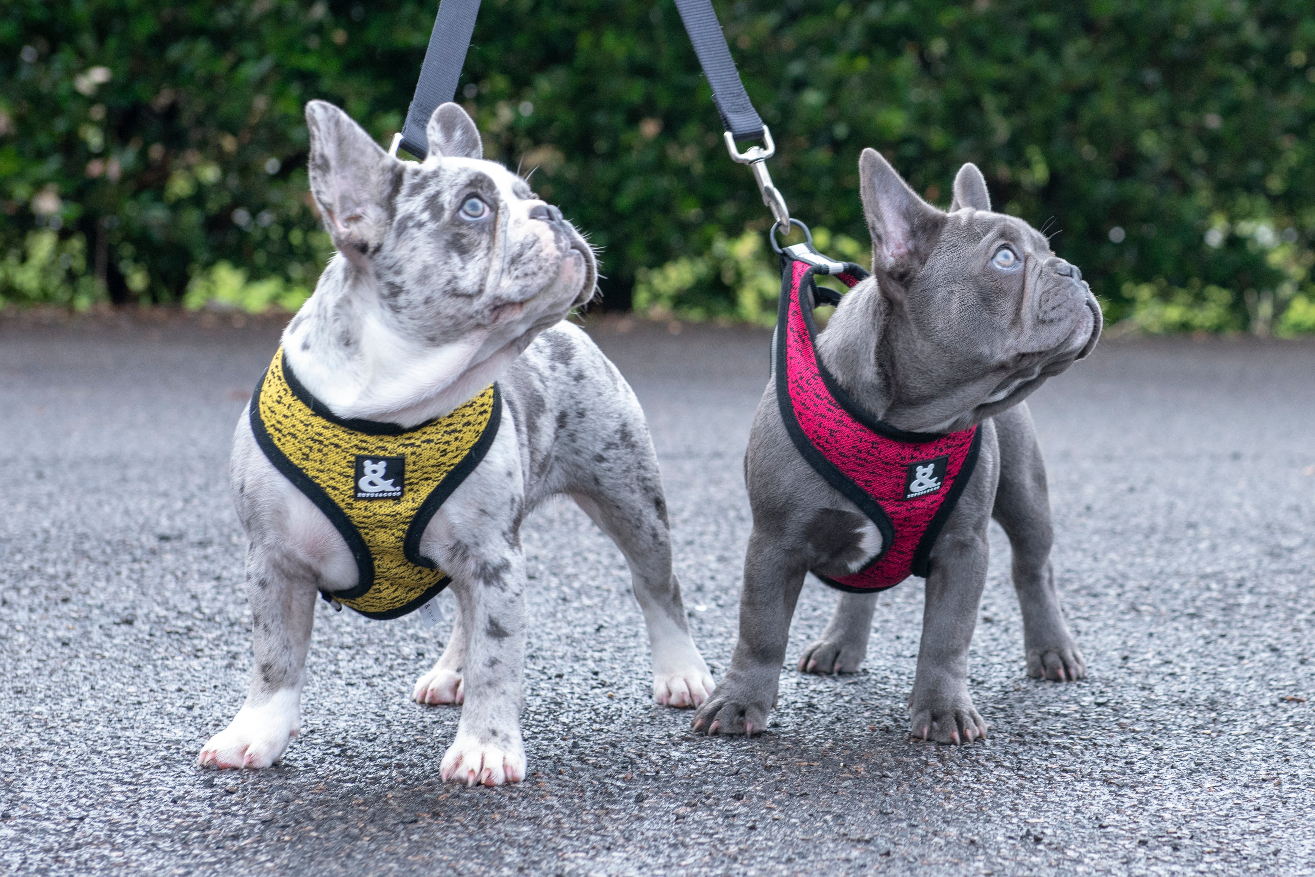 Dog harness vs collar: Which is better for your pup?
