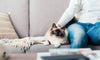 5 Things to Consider When Living in an Apartment With Your Pet