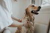 Dog Shedding: How to Stop and Control Shedding