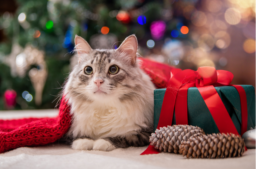 Best Gifts Under $30 For Your Cats | Rufus & Coco Australia