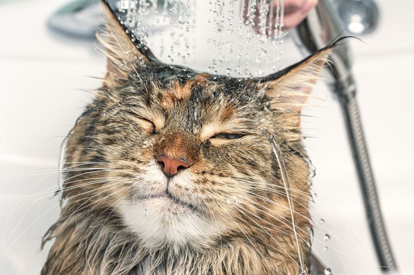 Do Cats Get Down Syndrome? Debunking the Myths 6 Do Cats Get Down Syndrome? Debunking the Myths