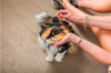5 Grooming Tips to Maintain Your Cat's Coat