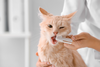 5 Ways to Clean Your Cat's Teeth