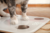 How to Make Your Cat Lose Weight?