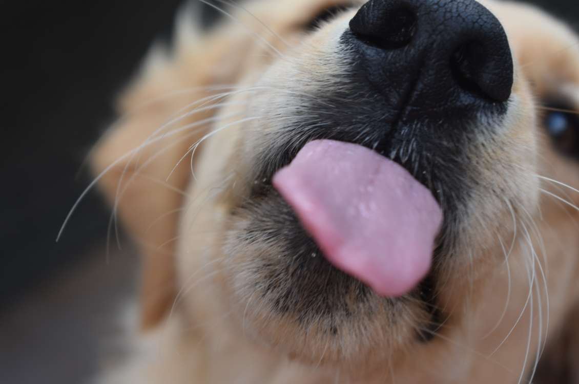 Why Does My Dog Lick Everything? Rufus & Coco Australia