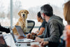 5 Reasons You Need A Pet Friendly Office