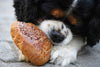 7 Dangerous Food Your Dog Shouldn't Eat