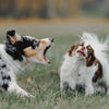 5 Puppy Behaviours to Nip in the Bud Early