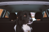 10 Road Trip Essentials for Your Dogs