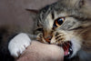 5 Tips on How to Get a Cat to Stop Biting
