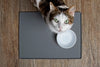 Choosing the Right Nutrition for Your Cat