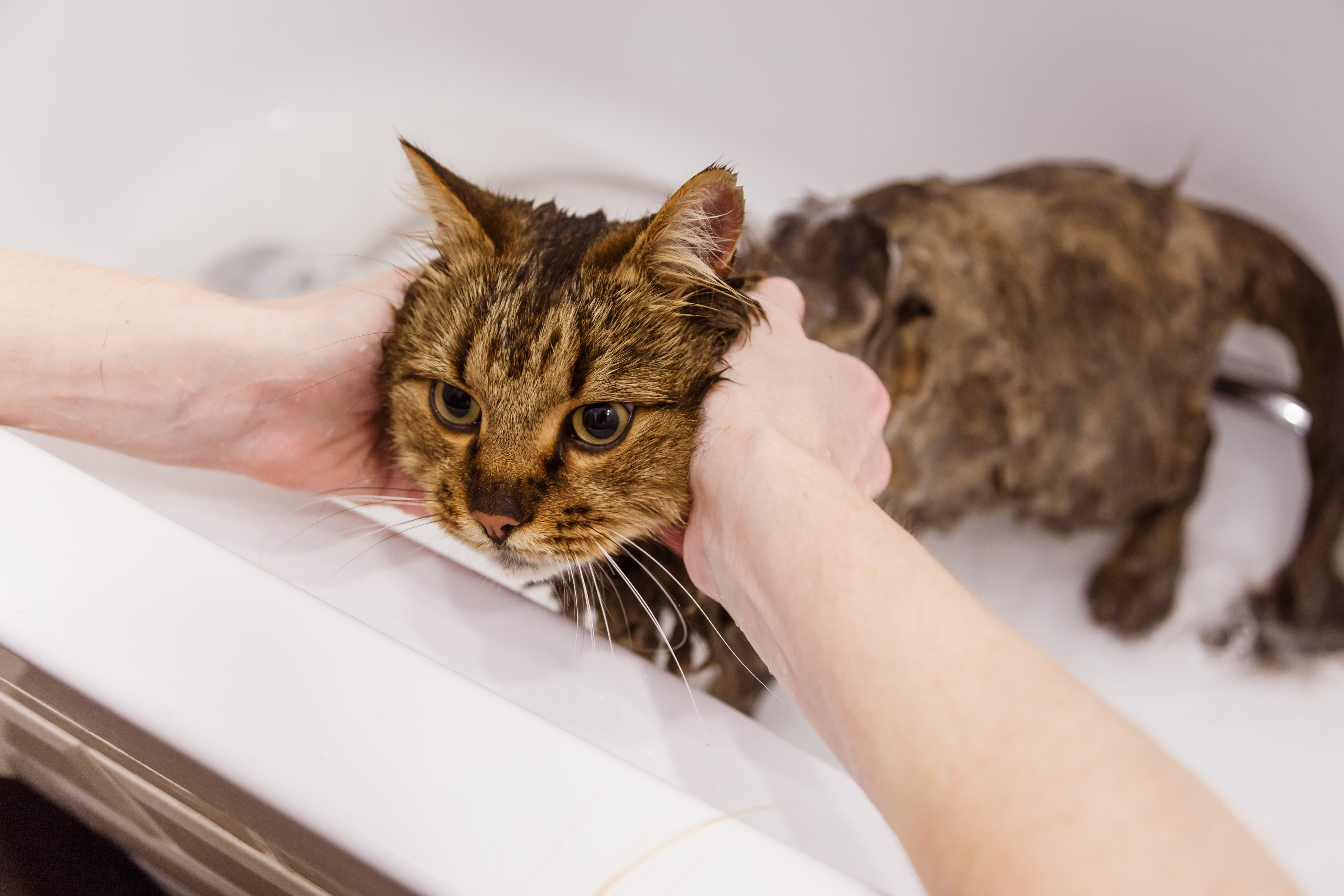 5 Tips On How To Bathe Your Cats Rufus Coco Australia 5-tips-on-how-to-bathe-your-cats-rufus-coco-australia