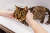 5 Tips on How to Bathe Your Cats