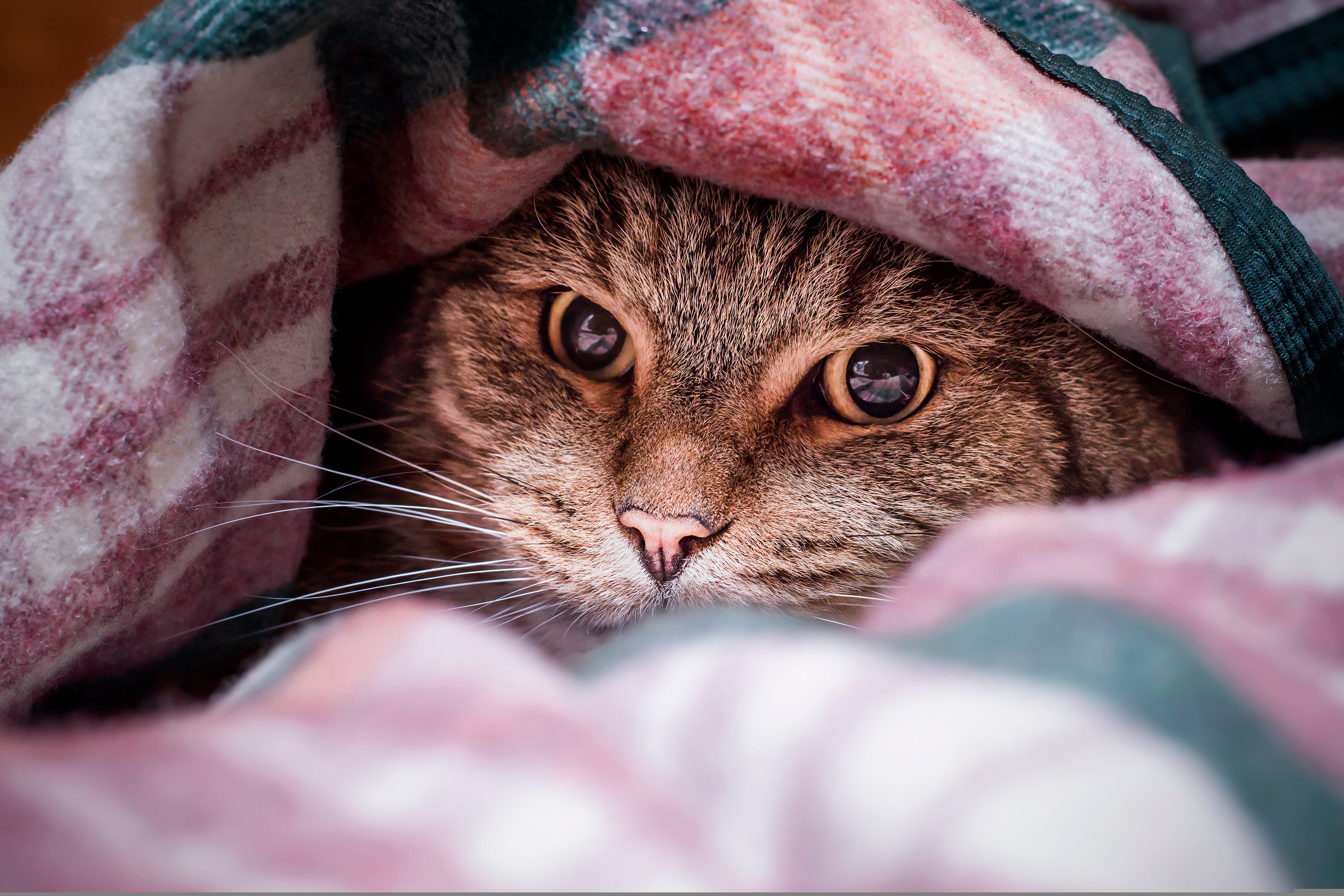 How to Care for Senior Cats in Winter | Rufus & Coco Australia