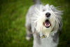 5 Tips to Get Your Dog to Stop Barking