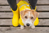 Essentials for Rainy Day Dog Walking